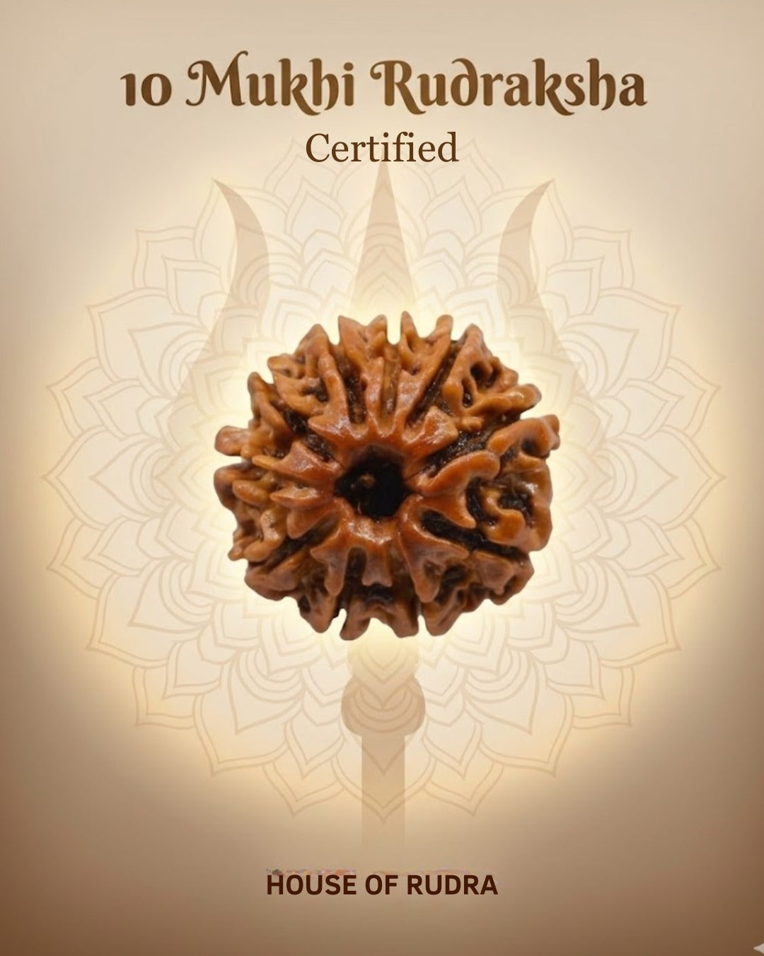 10 Mukhi Nepali Rudraksha | Lab-Certified Genuine Natural Ten Mukhi Nepal Rudraksha | Sacred Bead for Divine Protection, Peace, Positivity & Spiritual Growth