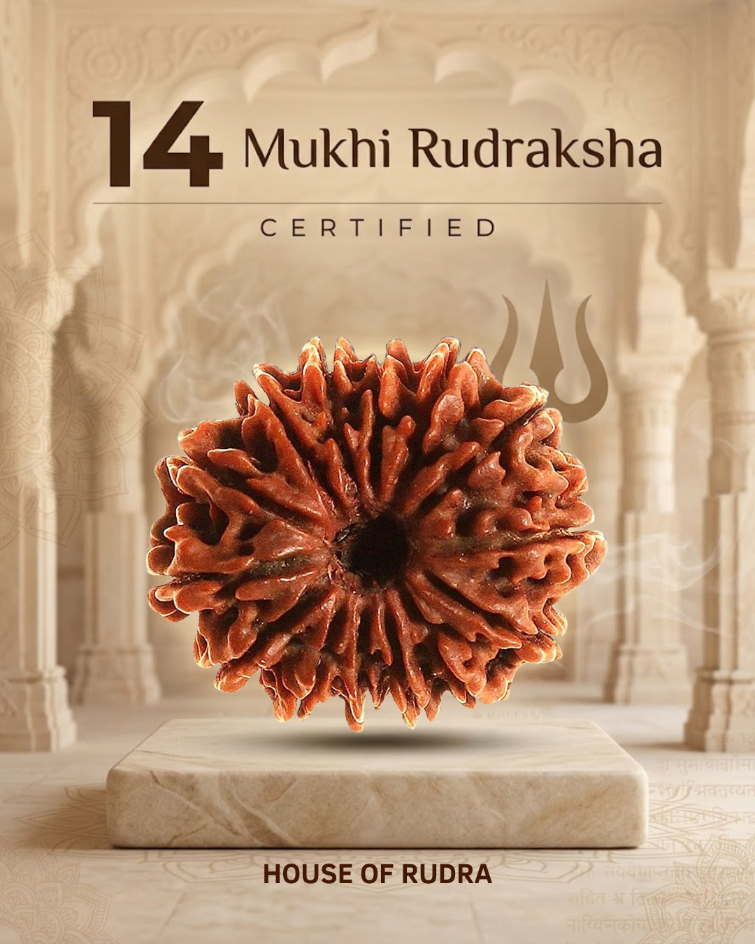 14 Mukhi Nepali Rudraksha | Lab-Certified Genuine Natural Fourteen Mukhi Nepal Rudraksha | Sacred Bead for Wisdom, Courage, Spiritual Protection & Inner Strength
