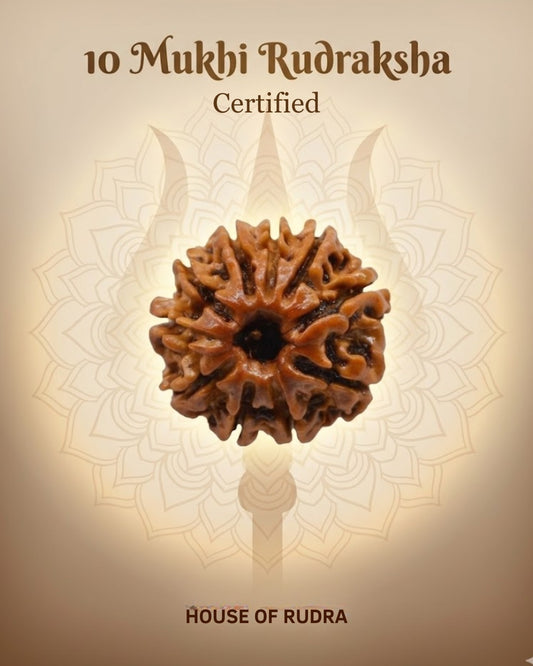10 Mukhi Nepali Rudraksha | Lab-Certified Genuine Natural Ten Mukhi Nepal Rudraksha | Sacred Bead for Divine Protection, Peace, Positivity & Spiritual Growth