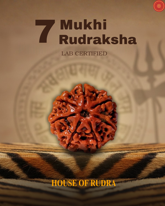 7 Mukhi Nepali Rudraksha With Lab Certification – Attract Money, Wealth, & Goddess Mahalakshmi Blessings🕉️🔱