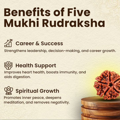 5 Mukhi Rudraksha With Lab Certification – Symbol of Peace, Wisdom & Balance